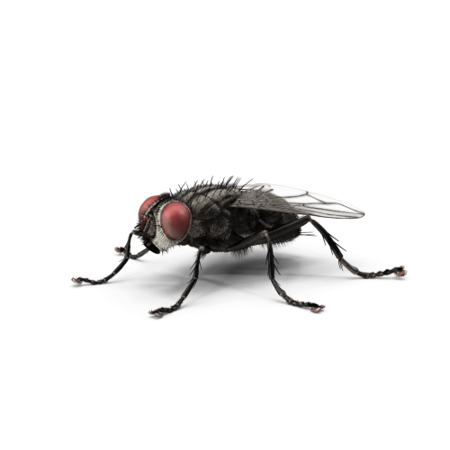 housefly-insect-green-bottle-fly-